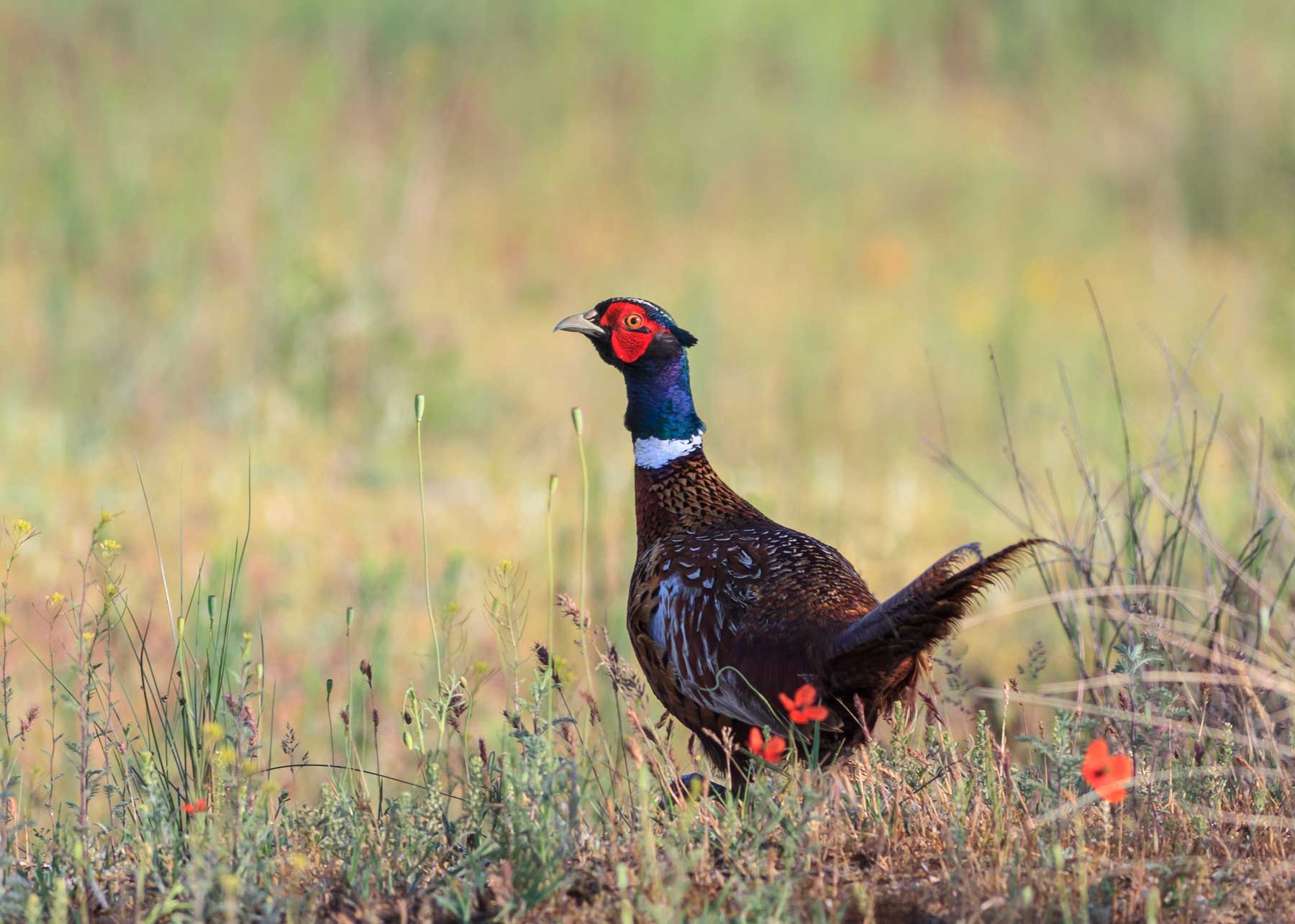 Pheasant Hunting Travel Special Areas Alberta   Pheasant Male 